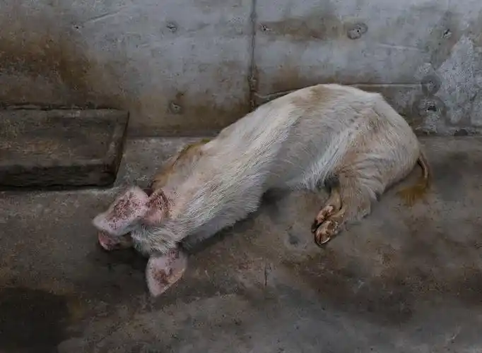 图忆|汶川地震十三周年:回忆未曾忘却 "猪"依然"坚强"