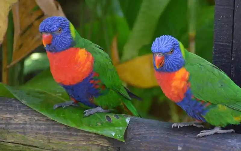 会说话的鹦鹉,高清图片,电脑桌面-壁纸族