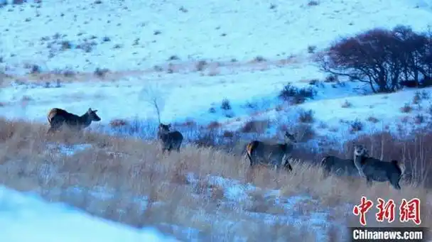 内蒙古赛罕乌拉国家级自然保护区:野生马鹿雪地觅食