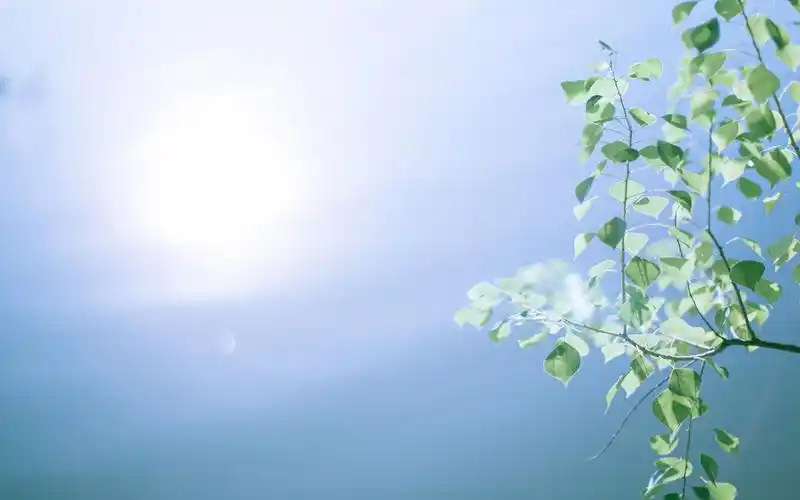 唯美淡雅的花草高清壁纸高清大图预览1920x1080_风景壁纸下载_美桌网