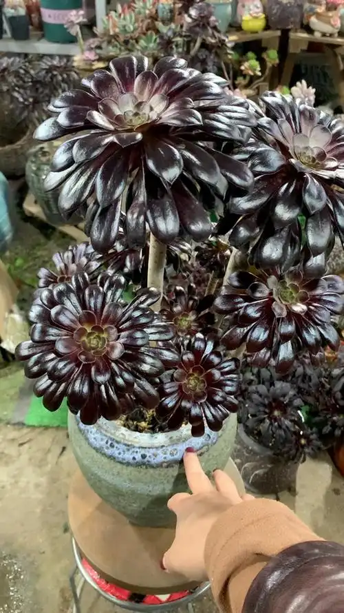 多肉植物#墨法师