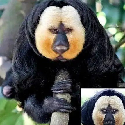 世界上最恐怖的动物排行榜