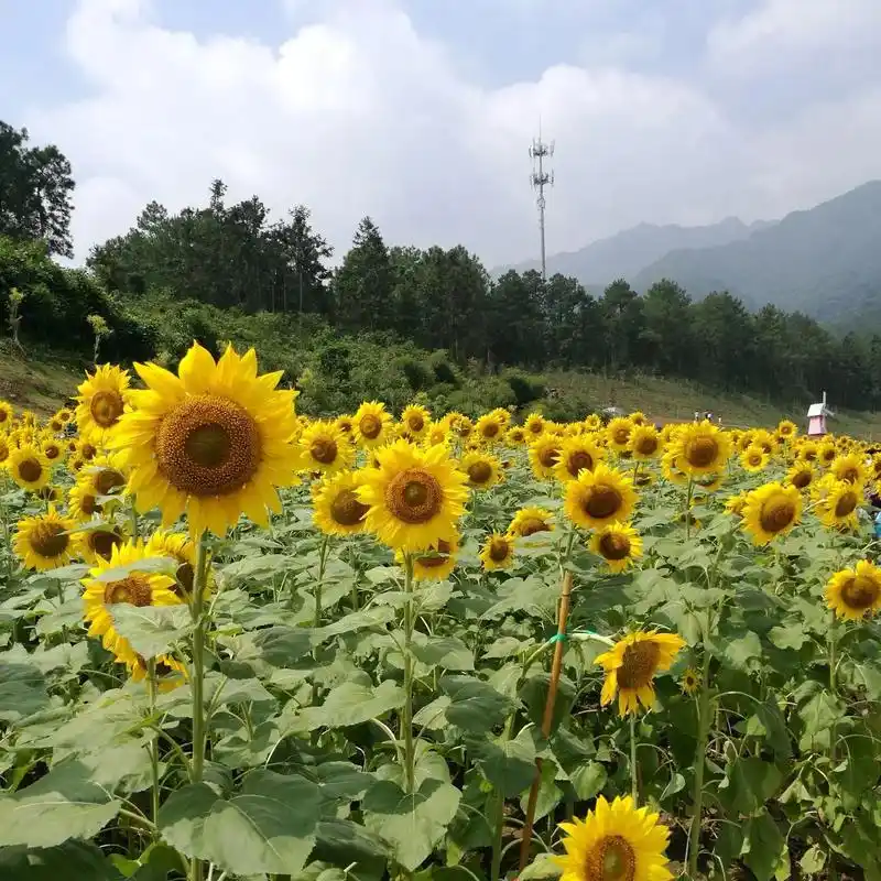 生活是记住的样子