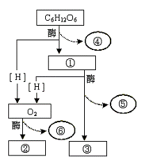 下图是高等生物细胞有氧呼吸过程的图解,据图回答