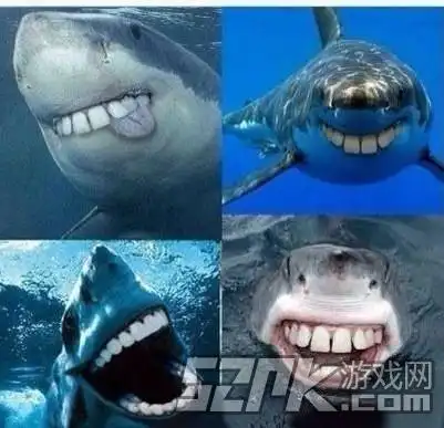如果鲨鱼没有尖牙齿就可爱了