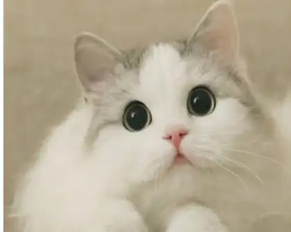 论如何养一只人见人爱花见花开,温顺可爱呆萌又听话的猫