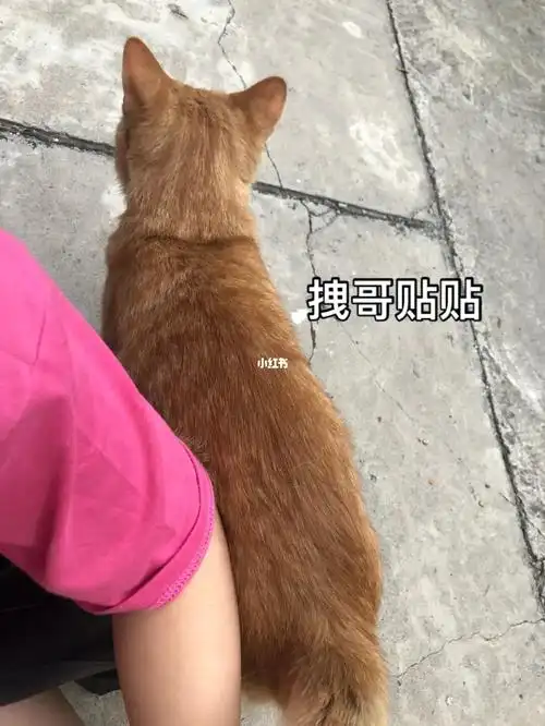 撒娇拽哥最好命