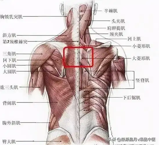 从脊柱肌肉分布谈腰背痛