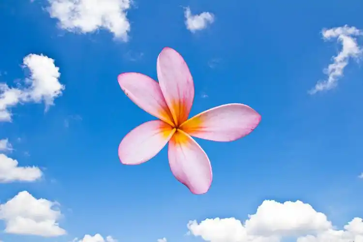 鸡蛋花,花,蓝色背景,天空,背景