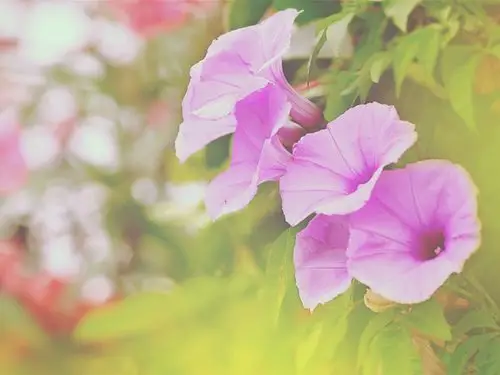 牵牛花,喇叭花,植物,小清新,阳光,唯美,风景牵牛花壁纸图片