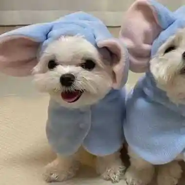 小狗情头乖巧 高清超乖巧的小狗情头图片,图片,情侣头像-qq个性网