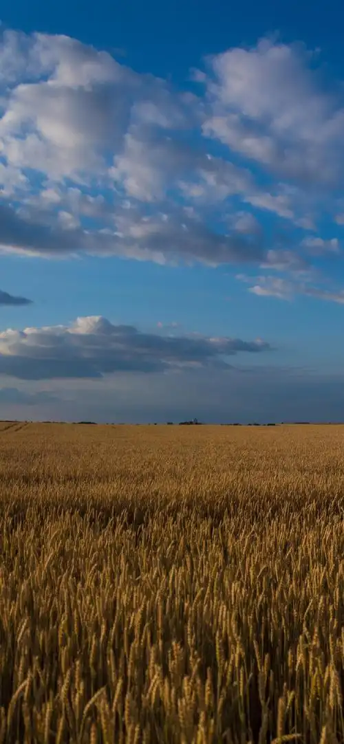 美丽麦田风光摄影高清手机壁纸-风景-手机壁纸下载-美桌网