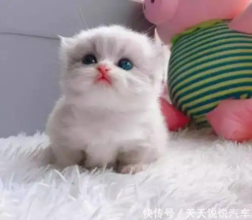 曼康基矮脚猫,新手铲屎官不错的选择_猫咪