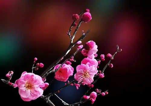 腊梅傲雪迎新春