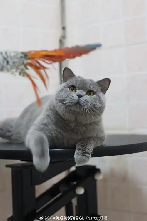 蓝猫##英短蓝猫##赛级英短