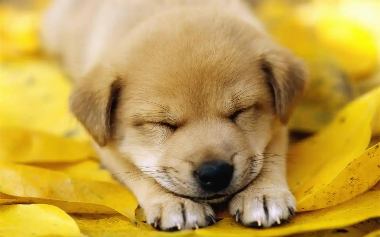 可爱小狗狗萌萌壁纸_可爱的小天使_动物壁纸_精品库