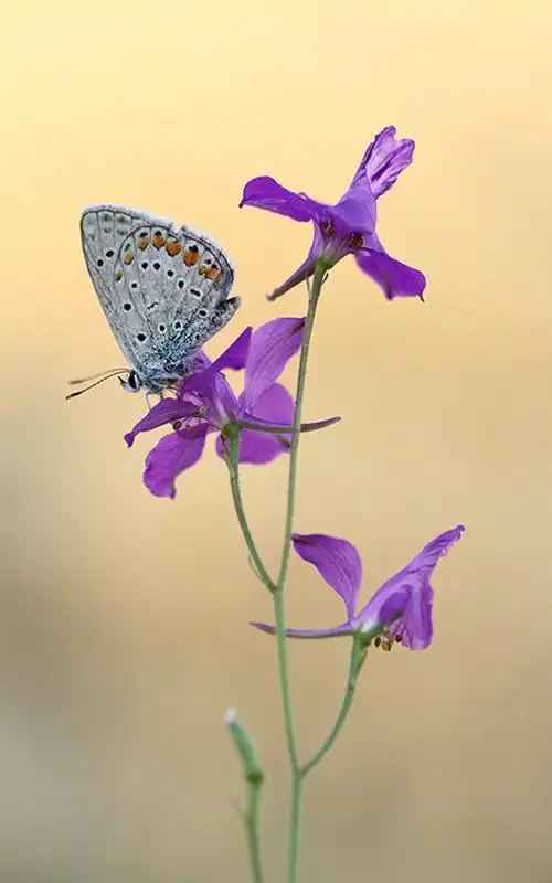 唯美绚丽的蝴蝶图片手机壁纸