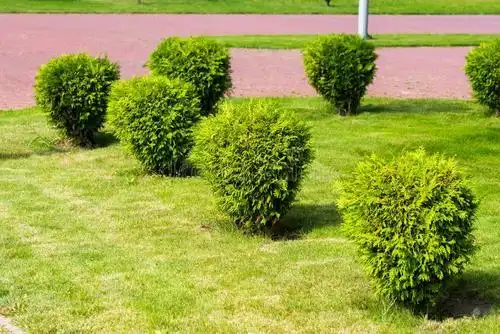 小灌木种子价格灌木相关成都四季青商贸有限公司