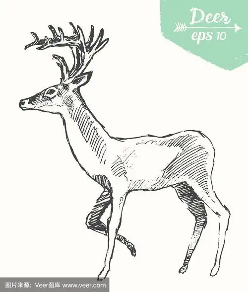 手绘鹿素描
