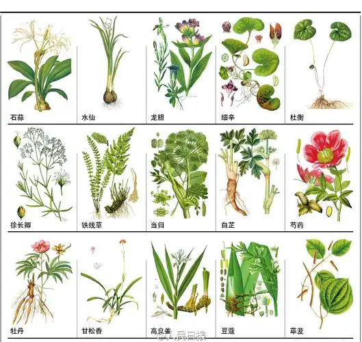 中药图解几张图展示148种常见的中草药