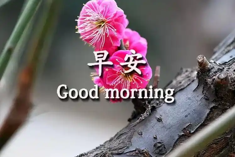 早上好图片大全问候语唯美早安发朋友圈的心情说说语句