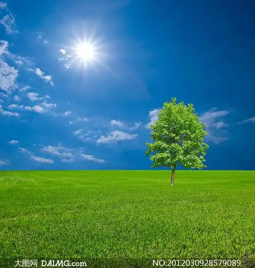 蓝天白云草地上的大树高清摄影图片