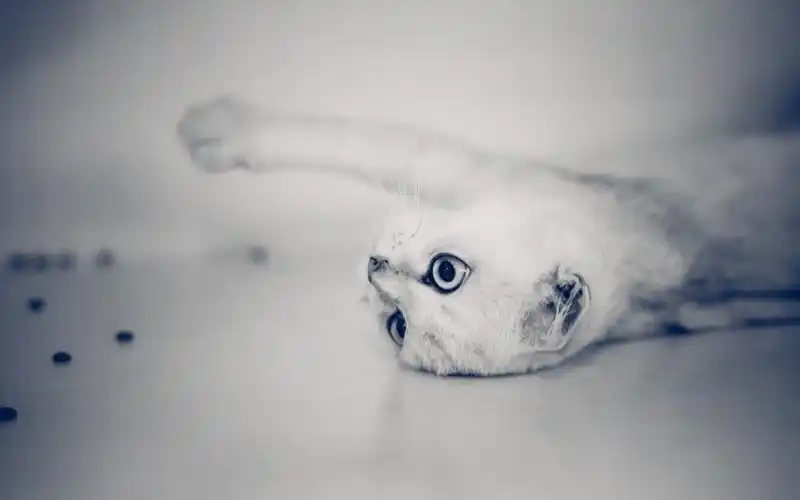 软萌可爱的小猫咪高清图片桌面壁纸