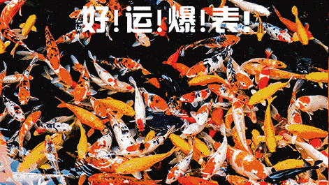 好运锦鲤动态图片20张:转发最强锦鲤,事业爱情都开挂-搞笑频道-手机