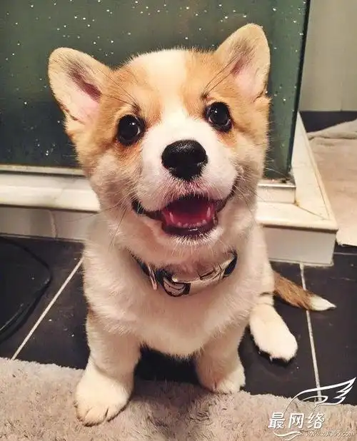 可爱小狗图片大全超萌大全2017 超会谈恋爱的少女