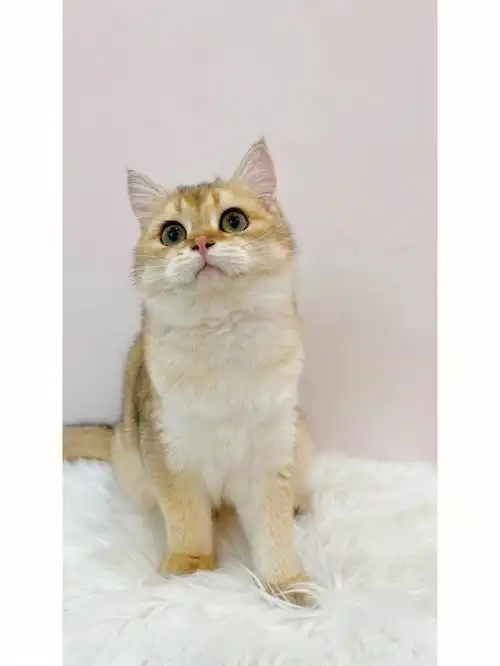 ——解猫物语～喵96#英短金渐层