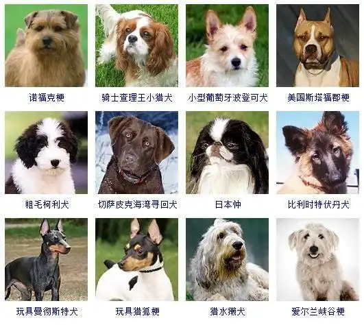犬的种类犬
