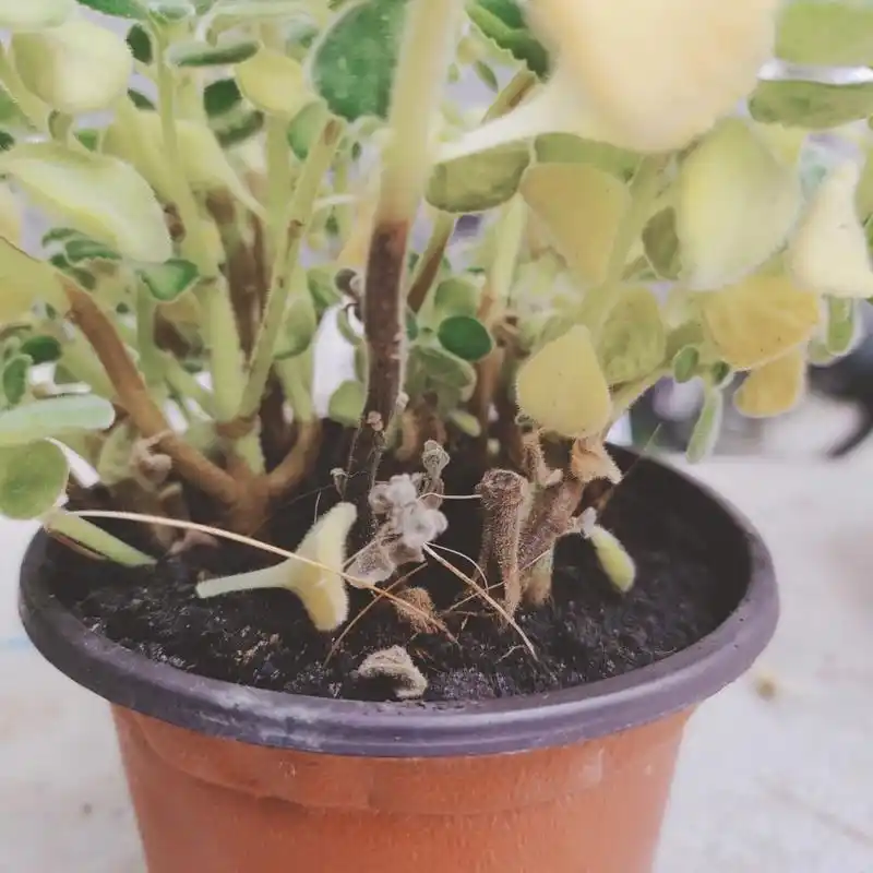 碰碰香黄叶 这是咋了,看得出来有点木质化,但是第一张这根枝条跟其他