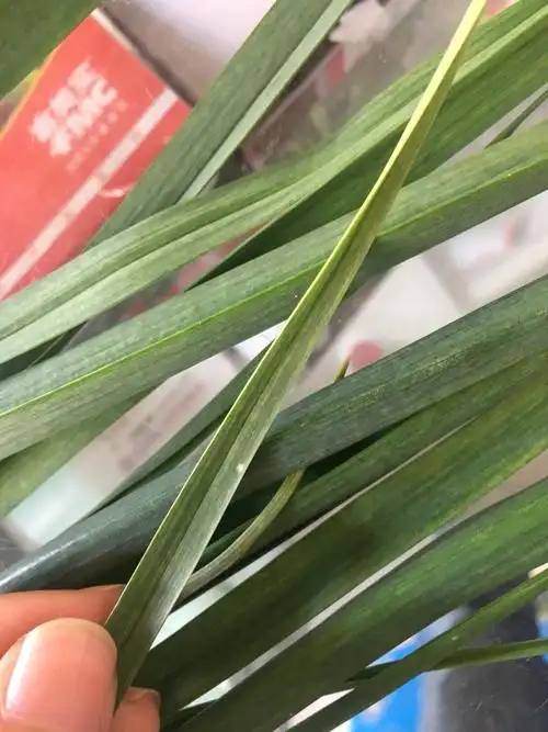 大蒜什么病害求高手给答案