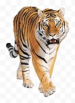 山岩上的老虎图片免费下载-山岩上的老虎素材-山岩上的老虎png素材-山