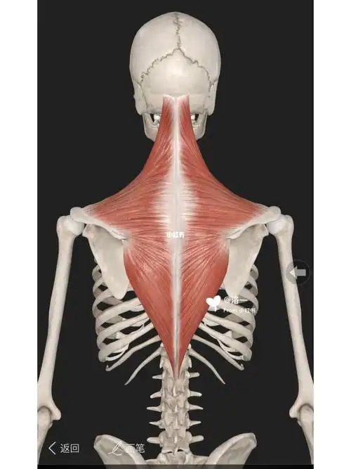 每日认识一块常用肌肉【斜方肌】