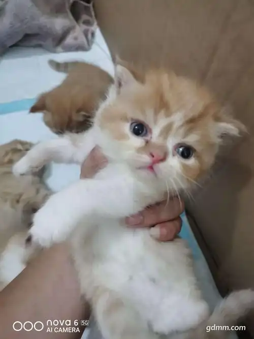 有人帮我看看这几只蓝猫和加菲的串值多少钱