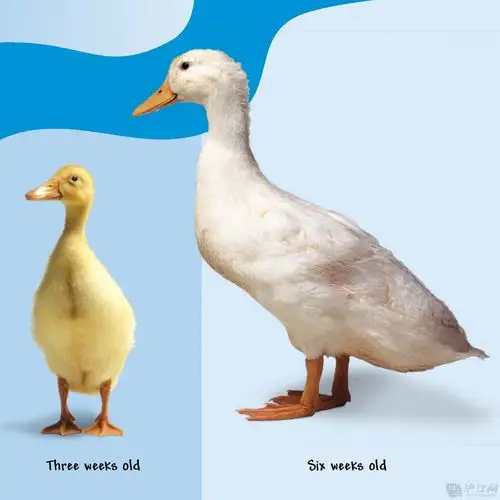 看看鸭子是怎么长大的