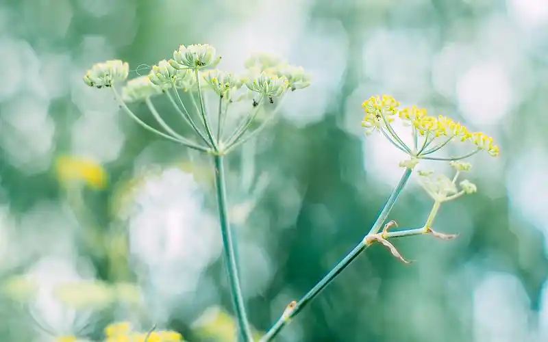 夏季小清新写真,高清图片,电脑桌面-壁纸族