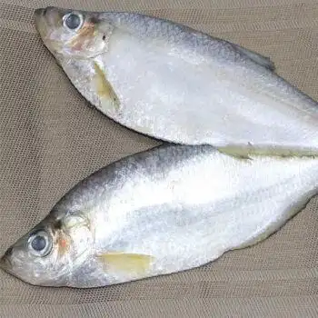 流连湾鲜冻白鳞鱼鳓鱼白鳞鱼相鱼白力鱼白鱼新鲜海捕快鱼2条每条6507