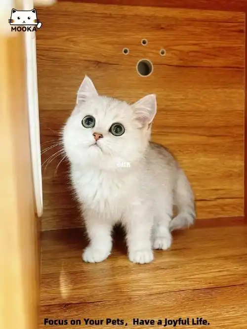 找新家mooka英国短毛猫银渐层dd