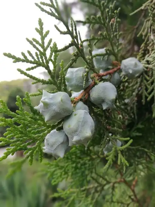 公园内的松树上松籽满满