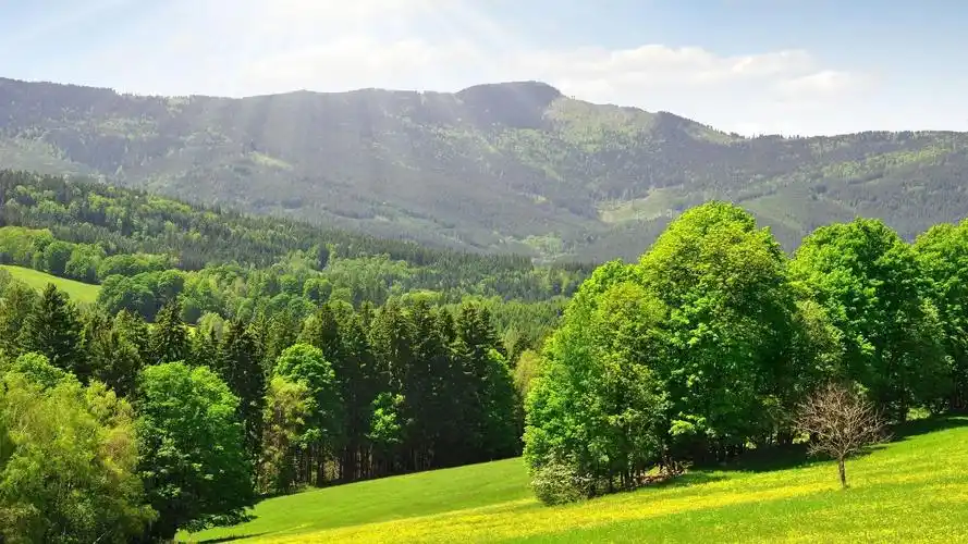 夏天的森林壁纸800x600分辨率下载,夏天的森林壁纸,高清图片,壁纸