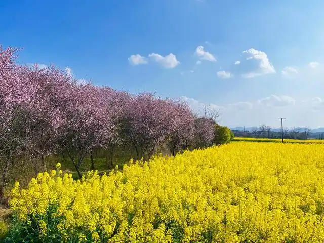 休宁县:青山绿水桃花红 乡村美景入画来