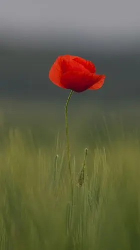 唯美娇艳的罂粟花卉手机壁纸