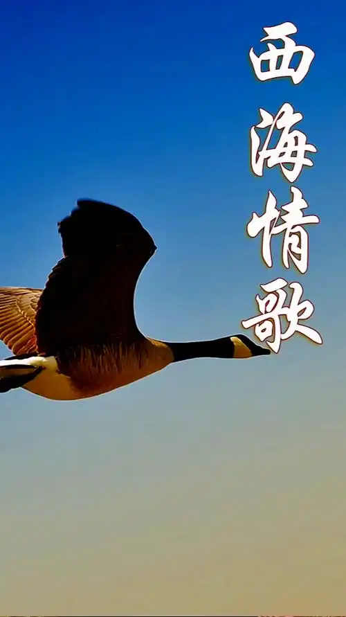 凄美伤感西海情歌萨克斯演奏深情动听