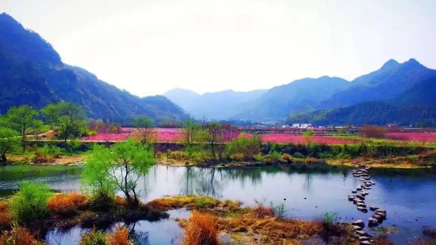 艳照美美美天台这大片桃花开了等你来赴一场春的约会