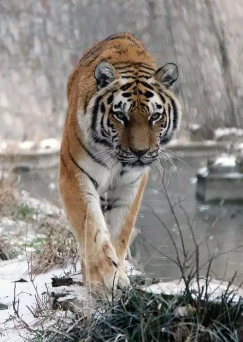 虎啸长白山可叹受伤的老虎逃脱杀手追踪却钻进山民圈套