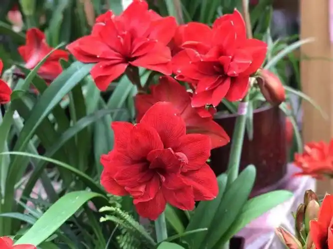 朱顶兰如意花愿疫情早日消弭生命健康平安