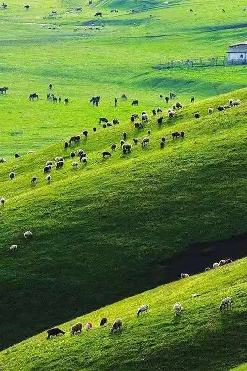 位于伊犁州新源县境内的那拉提草原,是世界四大草原之一的亚高山草甸