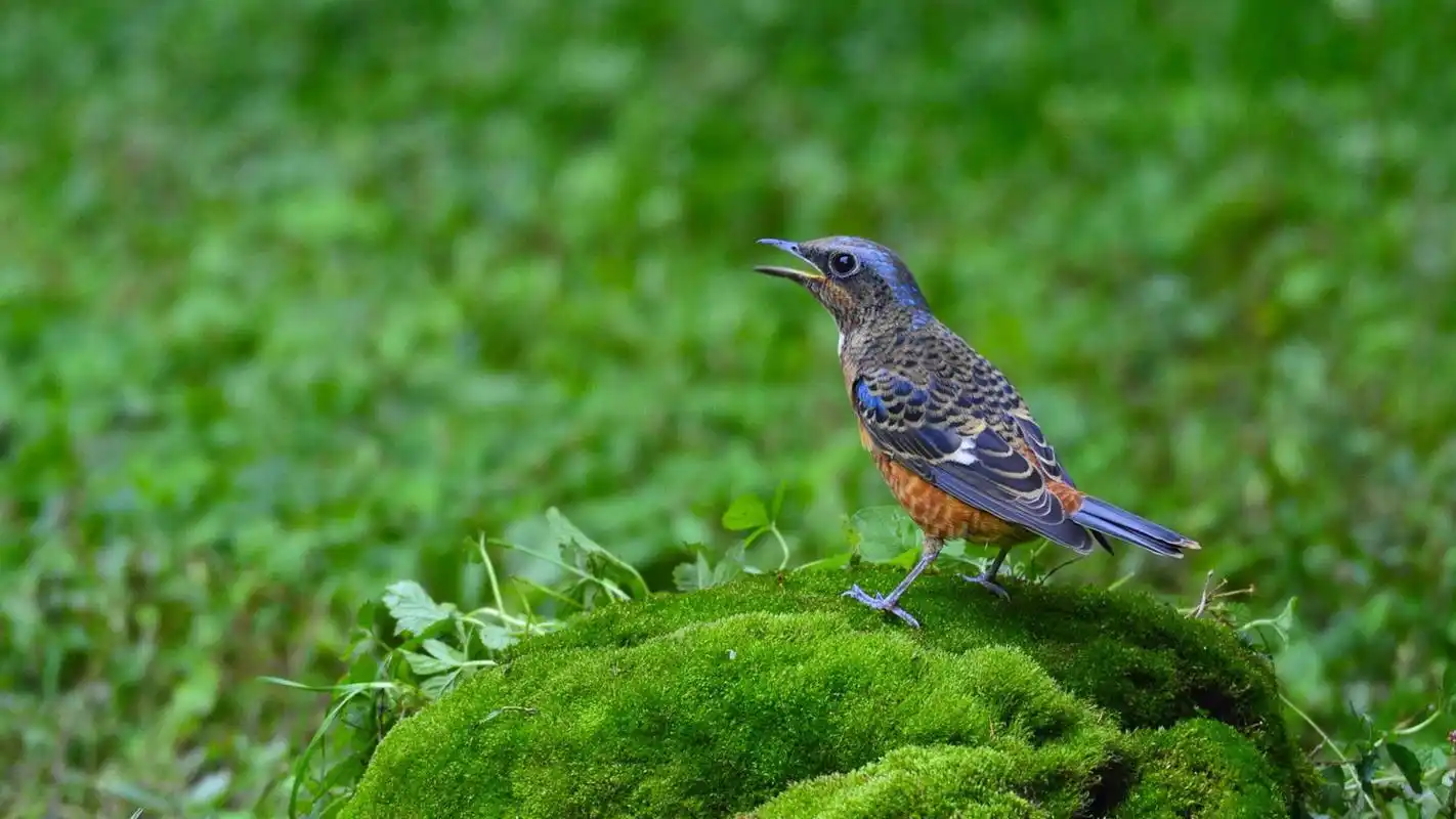 绿色护眼白喉矶鸫鸟高清桌面壁纸图片